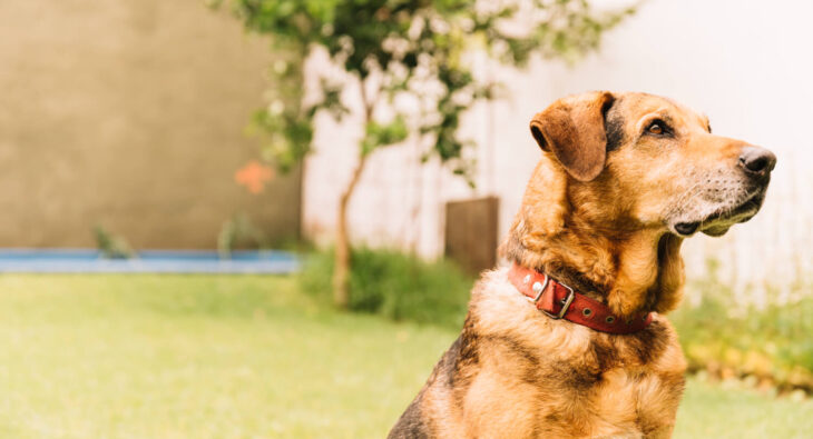 Jak bawić się z psem?