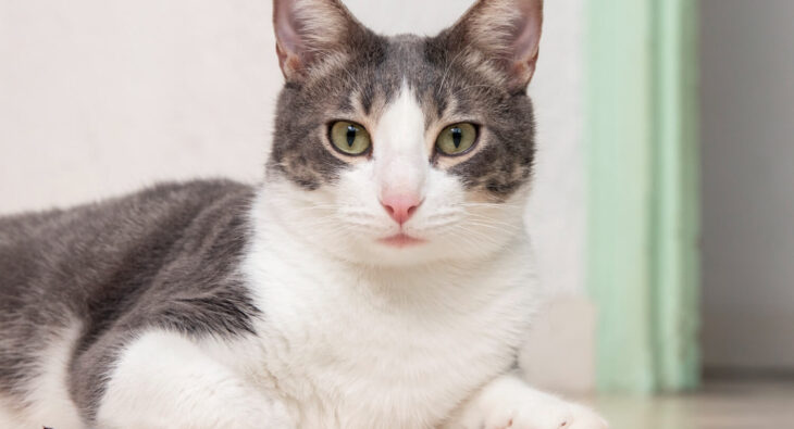 Jak bawić się z kotem?