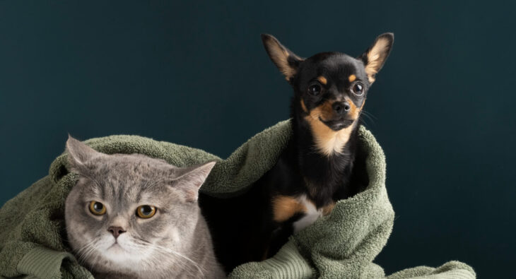 Czy należy podawać psom i kotom oleje?