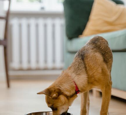 Karma o wysokiej zawartości mięsa dla psa