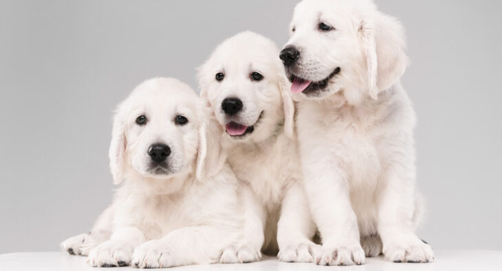 Jak wspierać florę bakteryjną jelit u psa?