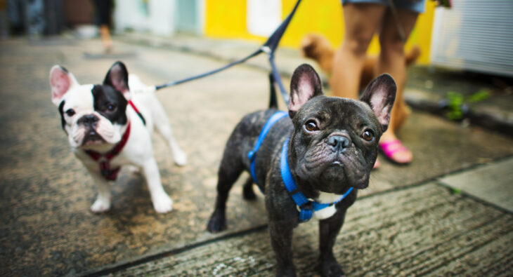 Co wybrać dla psa: szelki czy smycz?