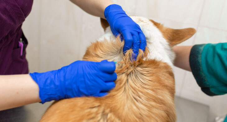 Ochrona psa przed pasożytami. O czym warto pamiętać?